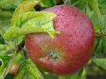 2009-0724-1525_Apple-15,3C